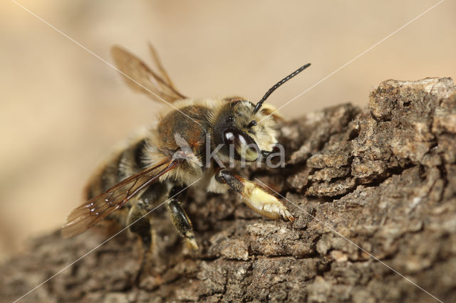 Kustbehangersbij (Megachile maritima)