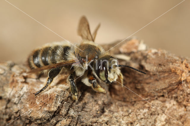 Kustbehangersbij (Megachile maritima)