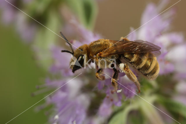 Halictus subauratus