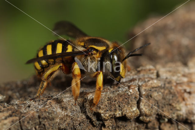 Grote wolbij (Anthidium manicatum)