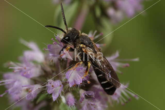 Halictus maculatus