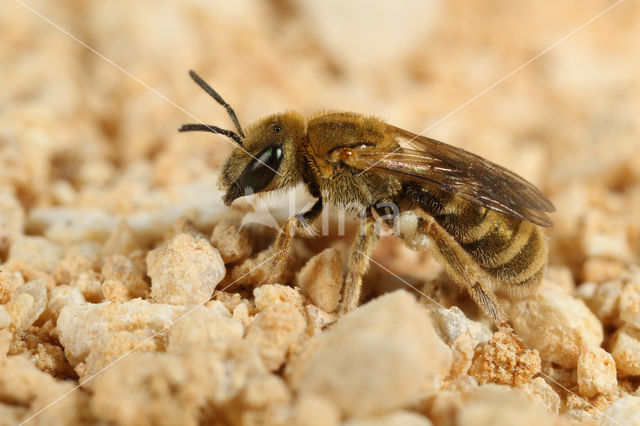 Halictus subauratus