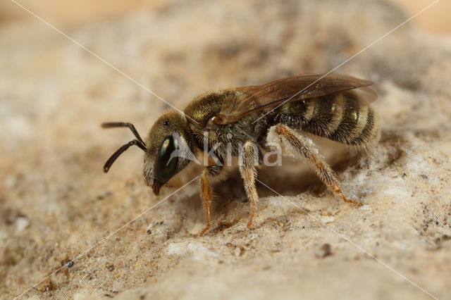 Halictus smaragdulus