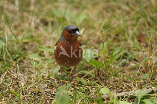 Vink (Fringilla coelebs)