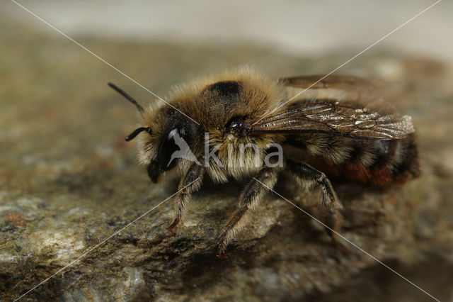 Rotsmetselbij (Osmia villosa)