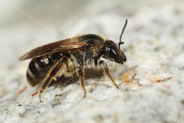 Glanzende bandgroefbij (Lasioglossum zonulum)