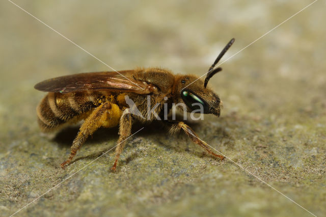 Halictus subauratus