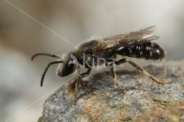 Matte bandgroefbij (Lasioglossum leucozonium)