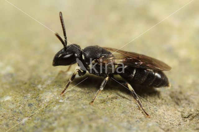 Tuinmaskerbij (Hylaeus hyalinatus)