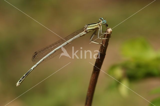 Platycnemis latipes