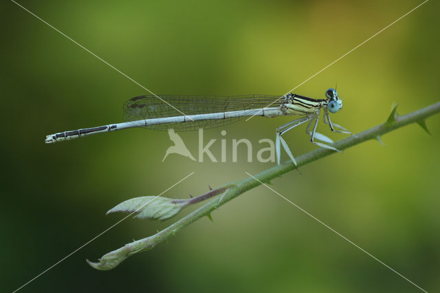 Witte breedscheenjuffer (Platycnemis latipes)