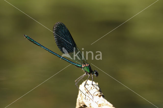 Iberische beekjuffer (Calopteryx xanthostoma)