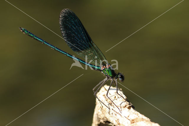 Iberische beekjuffer (Calopteryx xanthostoma)