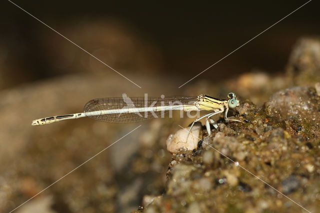 Platycnemis latipes