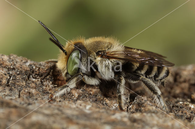 Rotsbehangersbij (Megachile pilidens)