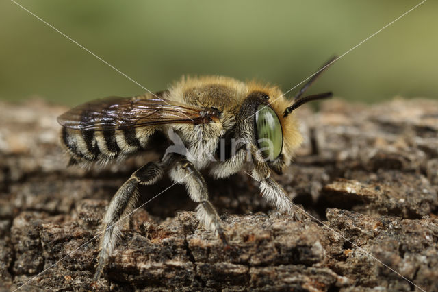 Rotsbehangersbij (Megachile pilidens)