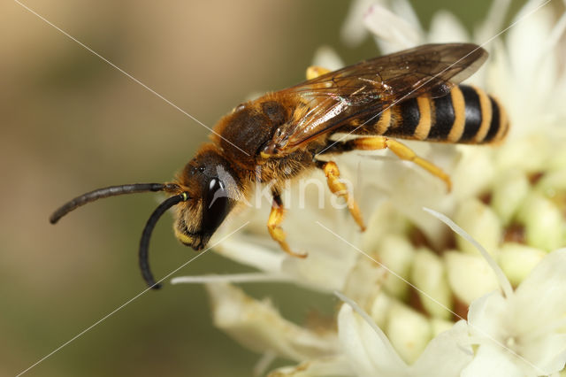 Breedbandgroefbij (Halictus scabiosae)