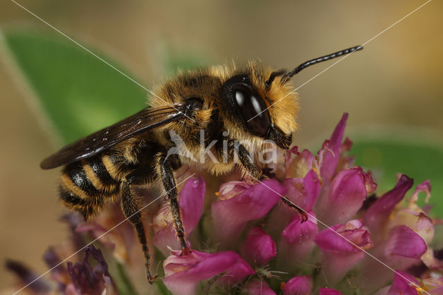 Leafcutter bee (Megachile centuncularis)