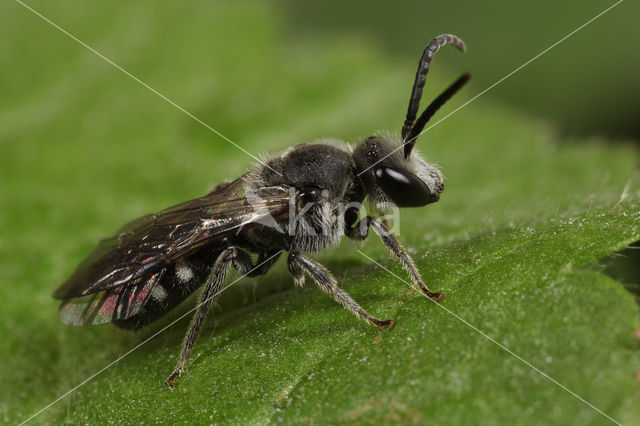 Zesvlekkige groefbij (Lasioglossum sexnotatum)