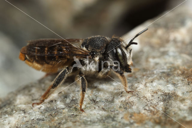 Lithurgus chrysurus