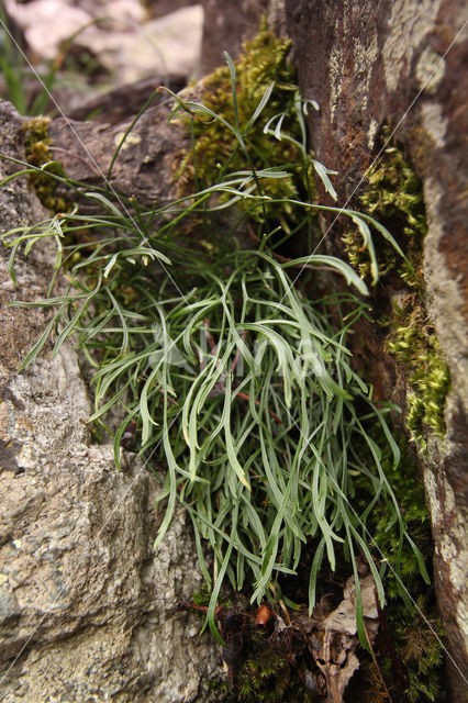 Noordse streepvaren (Asplenium septentrionale)