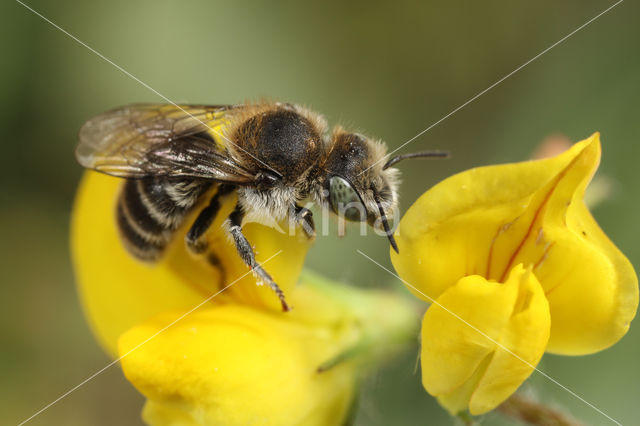 Osmia anthocopoides