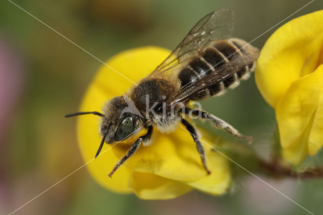 Osmia anthocopoides