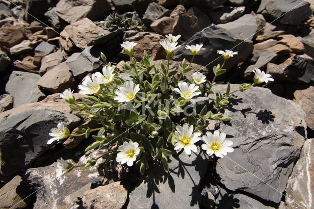 Alpenhoornbloem (Cerastium alpinum)