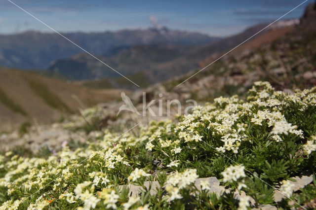 Galium pseudohelveticum