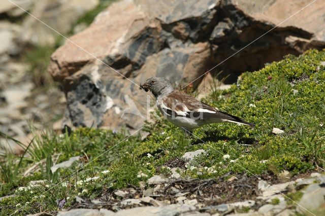 White-winged Snowfinch (Montifringilla nivalis)