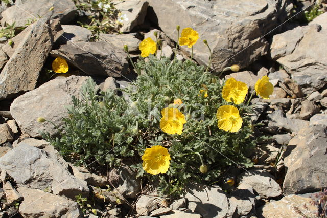 Papaver alpinum