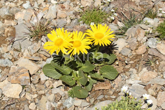 Doronicum grandiflorum