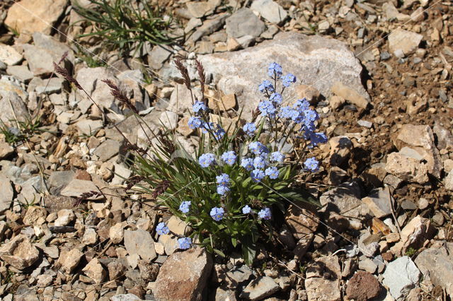 Alpine Forget-me-not (Myosotis alpestris)