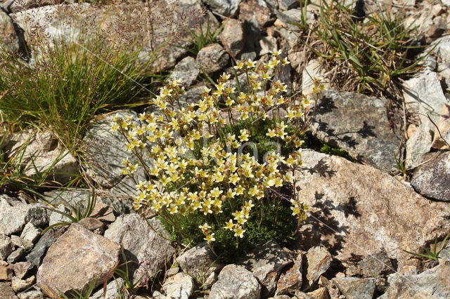 Muskussteenbreek (Saxifraga moschata)