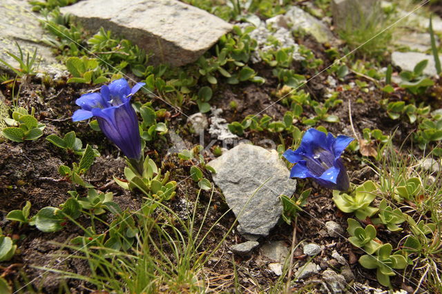 Gentiana alpina