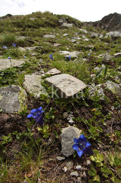 Gentiana alpina