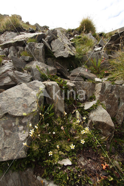 Saxifraga bryoides