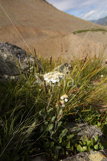 Achillea nana