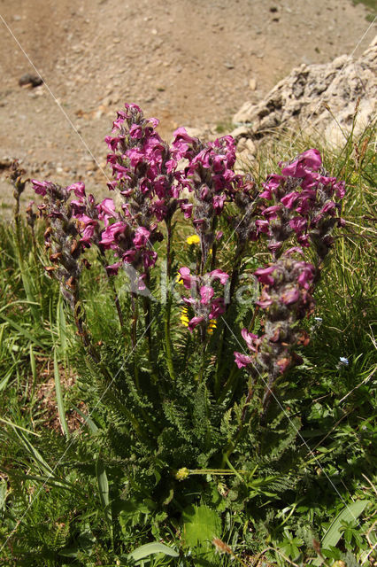 Pedicularis rostratospicata subsp. helvetica