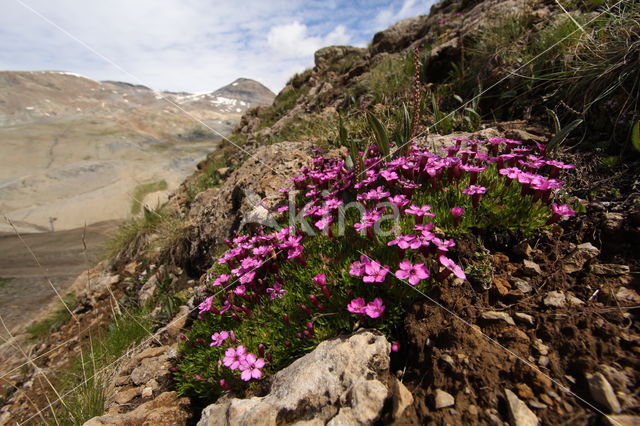 moss campion (Silene acaulis)