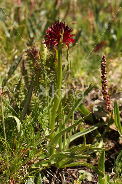 Gymnadenia rhellicani