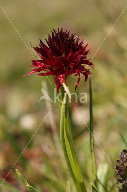 Gymnadenia rhellicani