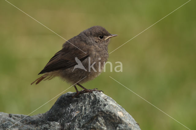 Zwarte Roodstaart (Phoenicurus ochruros)