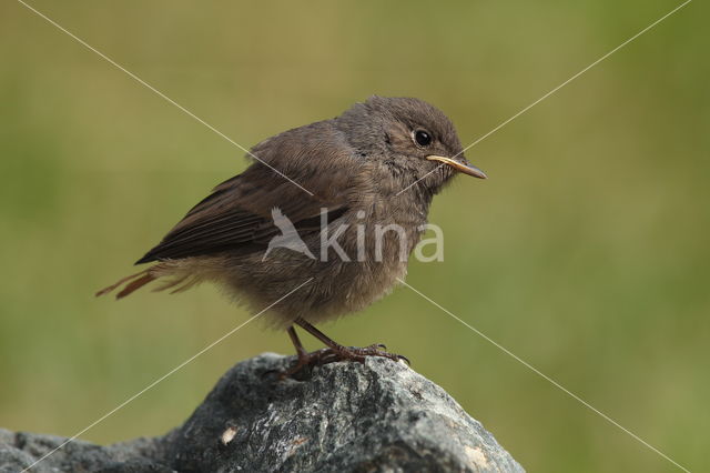 Black Redstart (Phoenicurus ochruros)