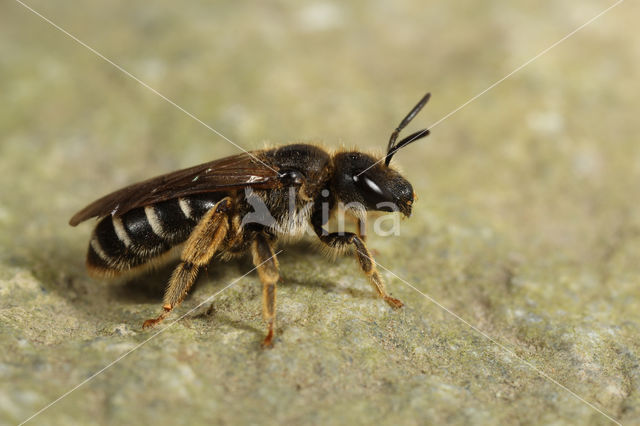 Halictus simplex