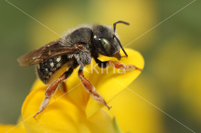 Anthidium punctatum