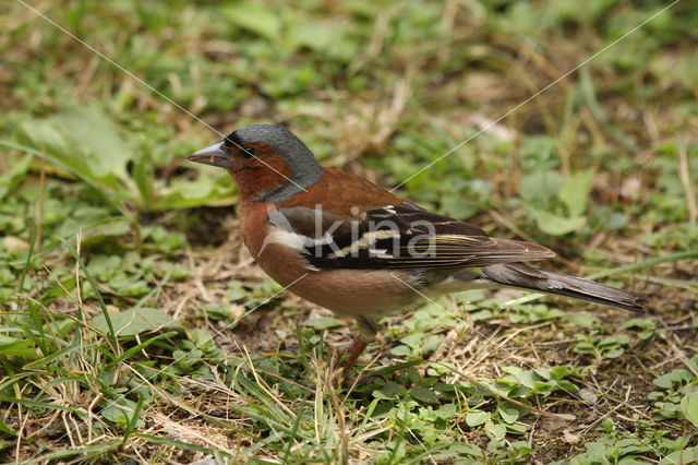 Vink (Fringilla coelebs)