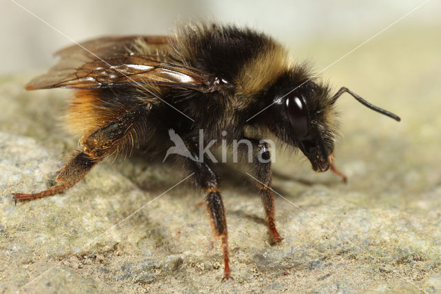 Bombus mendax