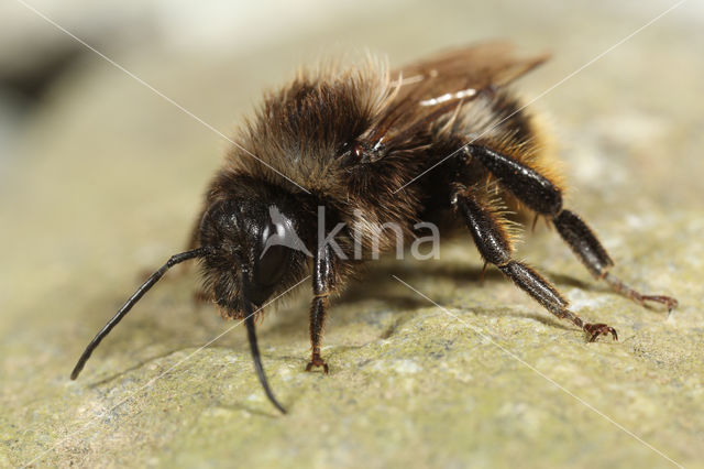 Grashommel (Bombus ruderarius)