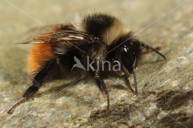 Bombus monticola